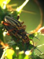 /album/coleoptera/chauliognathus-scriptus-3-jpg/